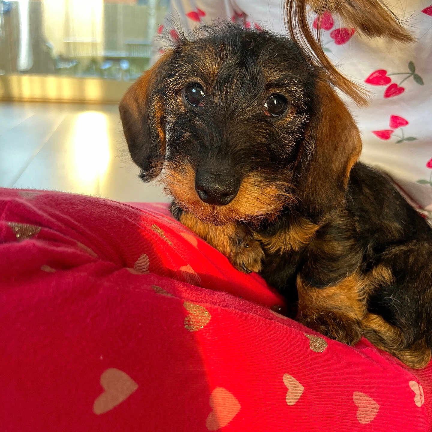 Violette participe au concours pour gagner de l'argent avec cette photo : animal, black_and_brown, blanket, close_up, cozy, cute, dog, fur, furry, heart_pattern, indoor, patterned_clothing, person, pet, puppy, red, resting, shirt, small_dog, sunlight