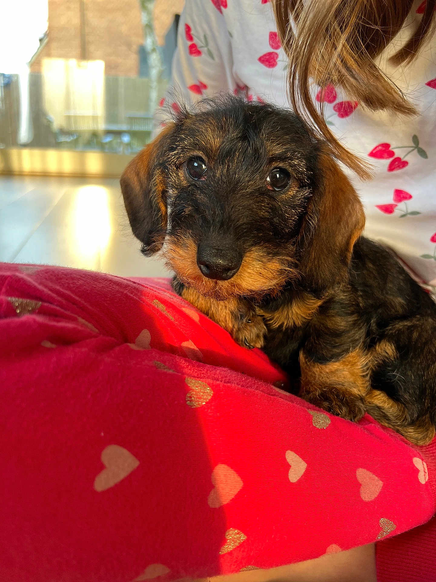 Violette participe au concours pour gagner de l'argent avec cette photo : dog, puppy, small_dog, pet, cute, furry, close_up, indoor, blanket, heart_pattern, red, black_and_brown, fur, animal, resting, person, shirt, patterned_clothing, sunlight, cozy