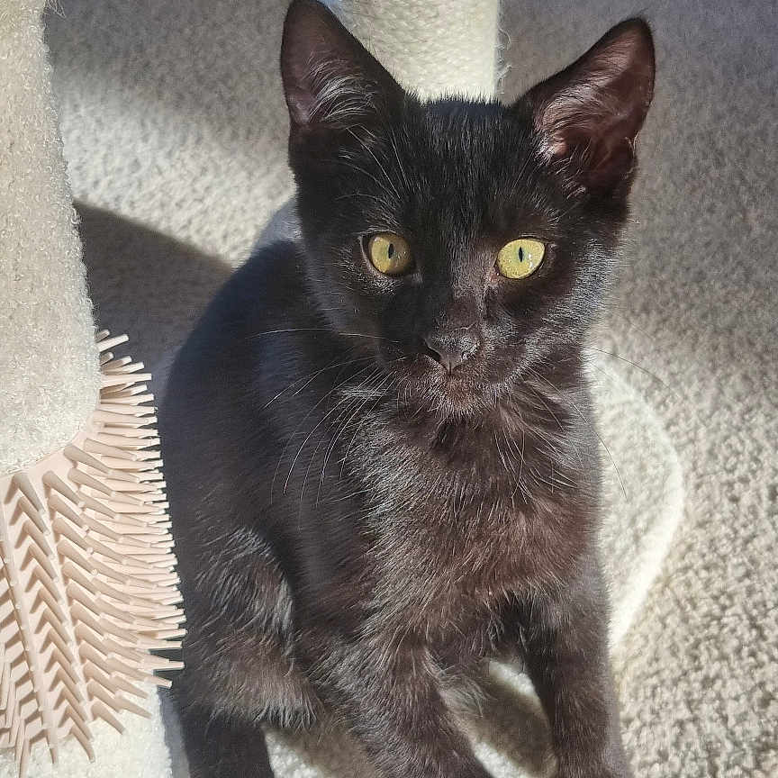 Krokmou participe au concours pour gagner de l'argent avec cette photo : cat, kitten, black_cat, animal, pet, feline, sitting, portrait, golden_eyes, scratching_post, cat_tree, carpet, sunlight, indoor, home, wood_floor, shadow, whiskers, ears, cute