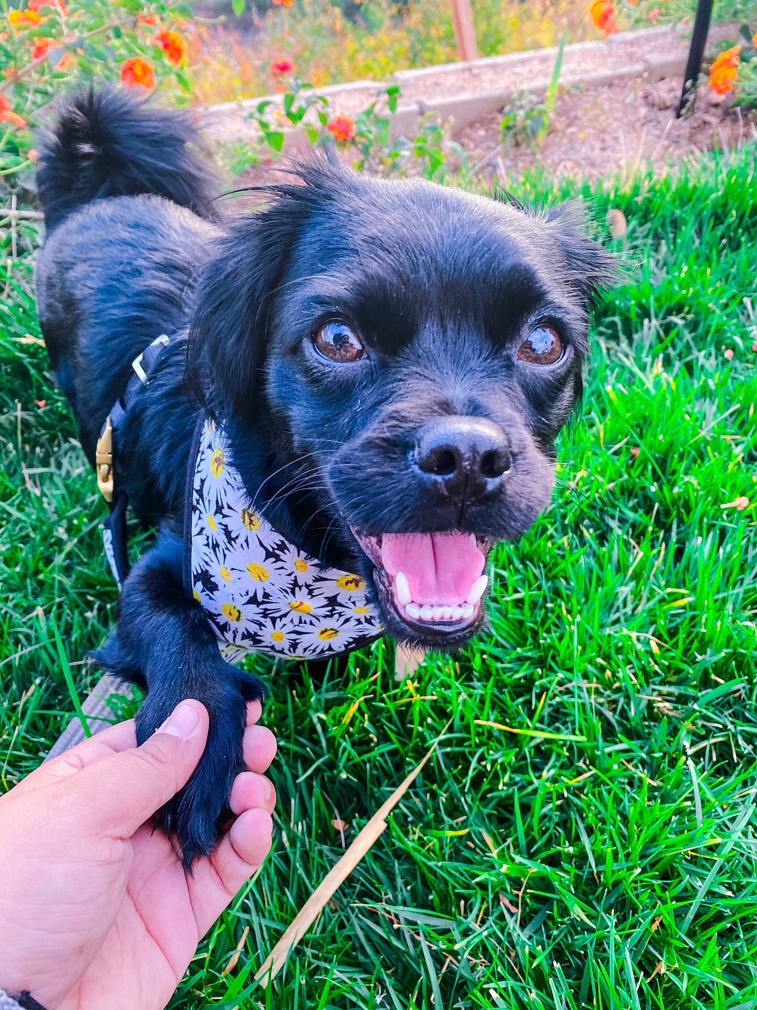 Frenchie joined the competition — help win amazing prizes! canidae, carnivore, companion_dog, dog, dog_breed, dog_collar, electric_blue, eye, fawn, fur, grass, green, groundcover, gun_dog, liver, plant, snout, sporting_group, whiskers, working_animal