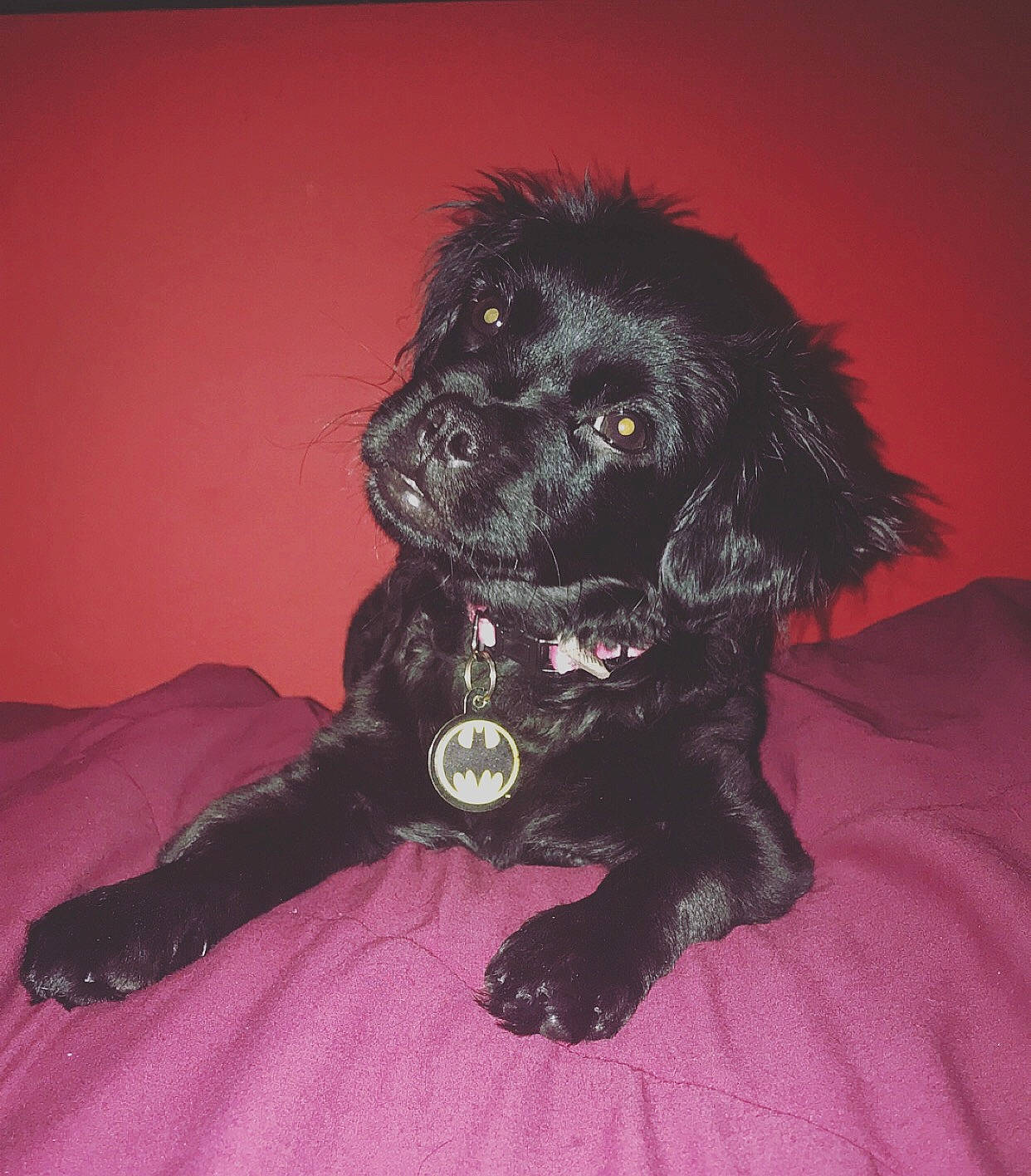 Frenchie is registered to the contest to win money with this photo: borador, canidae, carnivore, companion_dog, dog, dog_breed, dog_collar, eye, eyelash, fawn, fur, gun_dog, liver, puppy, retriever, snout, spaniel, sporting_group, whiskers, working_animal