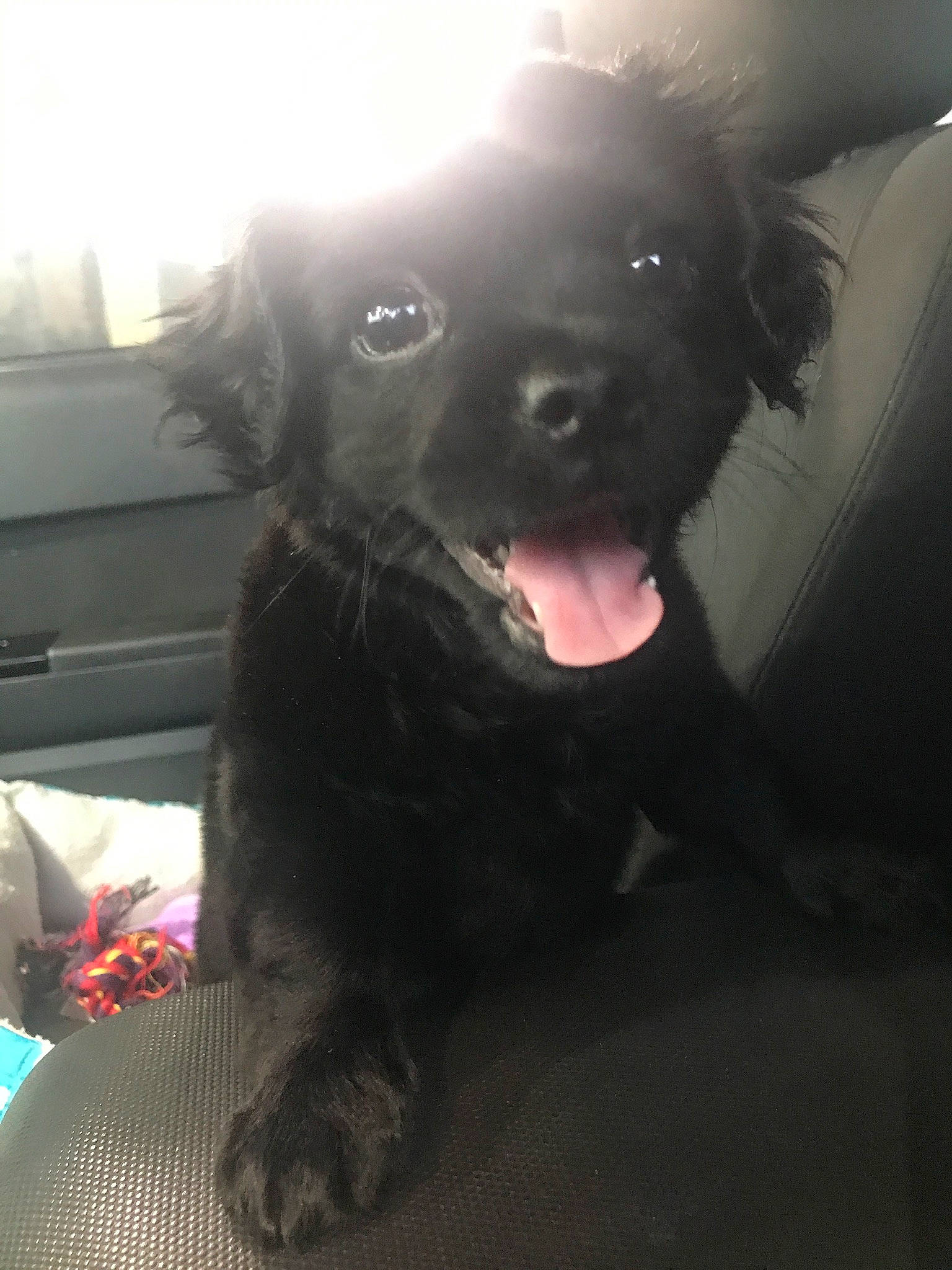 Frenchie joined the competition — help win amazing prizes! borador, canidae, carnivore, comfort, companion_dog, dog, dog_breed, dog_collar, flash_photography, fur, gesture, guard_dog, non_sporting_group, retriever, smile, snout, sporting_group, tints_and_shades, whiskers, working_animal