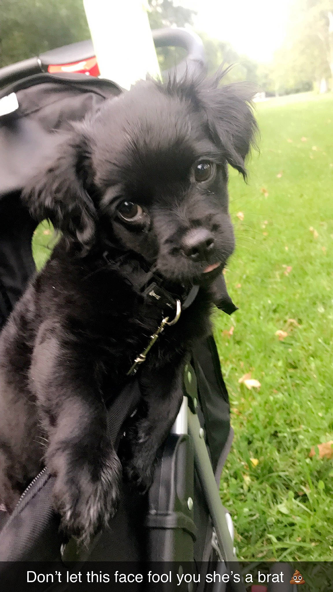 Frenchie joined the competition — help win amazing prizes! borador, canidae, carnivore, collar, companion_dog, dog, dog_breed, dog_collar, fur, grass, liver, plant, sporting_group, whiskers, working_animal, working_dog