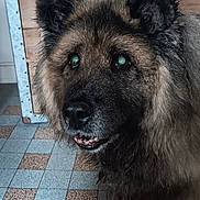 Hawa participe au concours pour gagner de l'argent avec cette photo : dog, animal, pet, indoor, floor, tile, cabinet, wood, fur, ears, face, snout, curious, looking_up, domestic, canine, closeup, brown, black, friendly