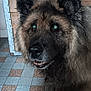 dog, animal, pet, indoor, floor, tile, cabinet, wood, fur, ears, face, snout, curious, looking_up, domestic, canine, closeup, brown, black, friendly