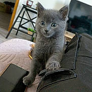 Mochi participe au concours pour gagner de l'argent avec cette photo : kitten, gray_cat, paw, curious, indoor, living_room, television, table, plant, phone, blanket, furniture, cozy, pet, young_animal, black_pants, closeup, cute, animal, home