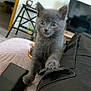 kitten, gray_cat, paw, curious, indoor, living_room, television, table, plant, phone, blanket, furniture, cozy, pet, young_animal, black_pants, closeup, cute, animal, home
