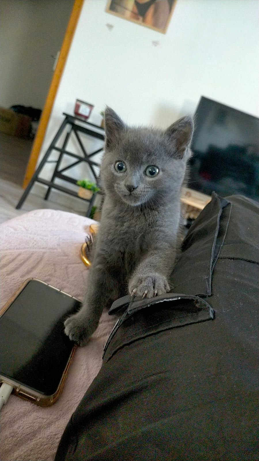 Mochi