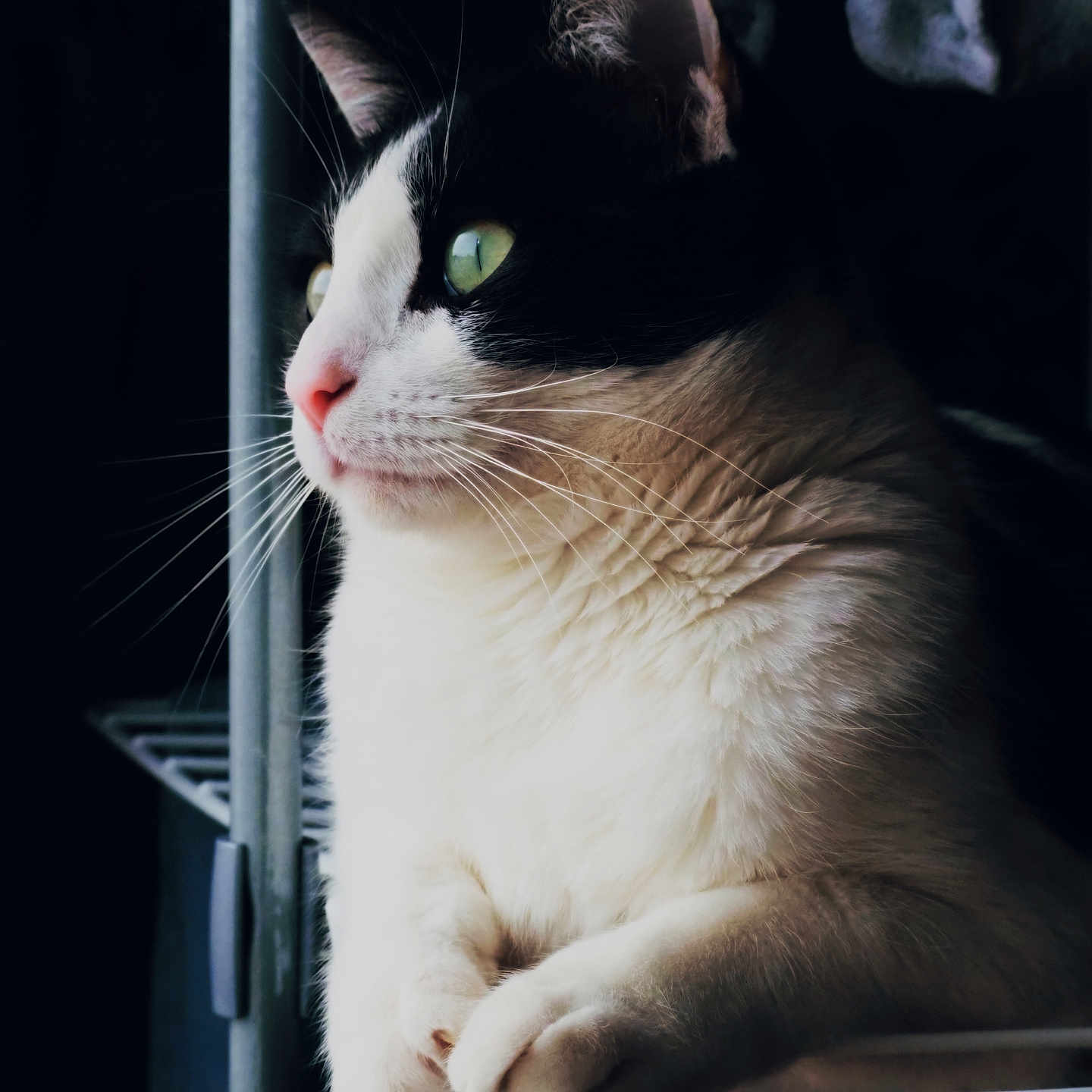 Ekia participe au concours pour gagner de l'argent avec cette photo : animal, black_and_white, cat, close_up, curious, dark_background, domestic_cat, feline, fur, green_eyes, indoor, metal_rack, paws, pet, portrait, quiet, resting, side_view, soft_light, whiskers