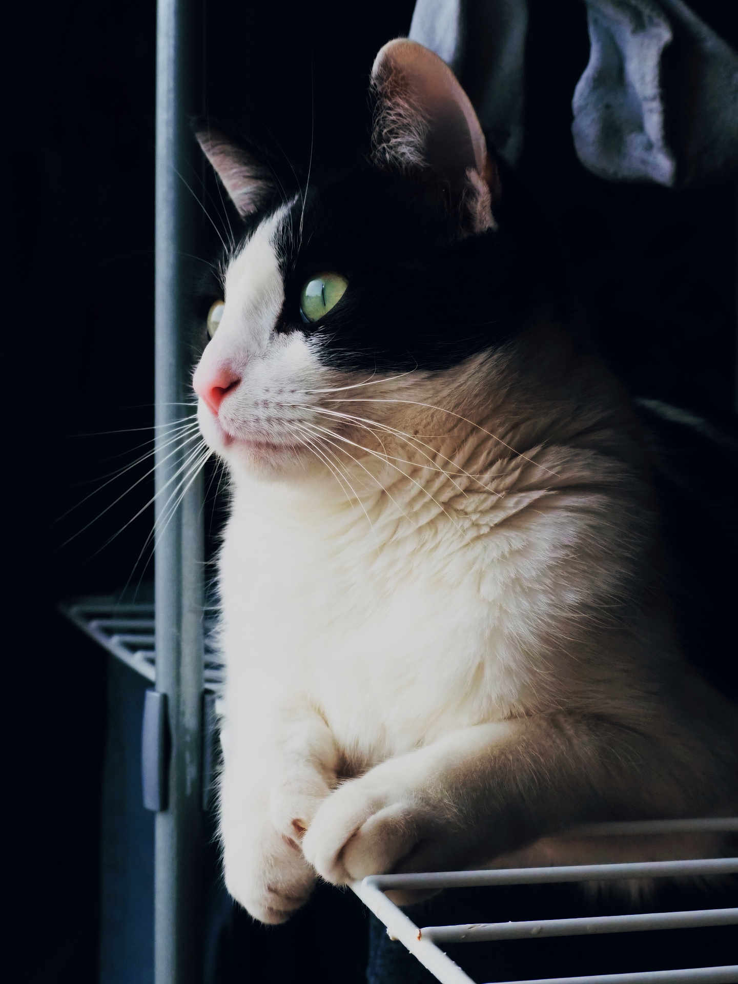 Ekia participe au concours pour gagner de l'argent avec cette photo : cat, black_and_white, whiskers, fur, pet, animal, indoor, portrait, close_up, green_eyes, paws, resting, metal_rack, soft_light, dark_background, curious, feline, side_view, domestic_cat, quiet