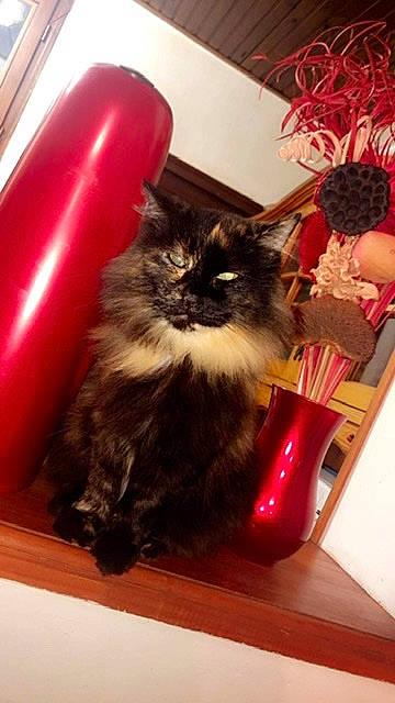 Réglise participe au concours pour gagner de l'argent avec cette photo : carnivore, cat, domestic_long_haired_cat, fawn, felidae, fur, kitten, maine_coon, norwegian_forest_cat, persian, small_to_medium_sized_cats, whiskers