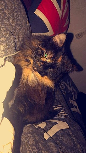 Réglise participe au concours pour gagner de l'argent avec cette photo : carnivore, cat, felidae, fictional_character, fur, norwegian_forest_cat, small_to_medium_sized_cats, tail, whiskers