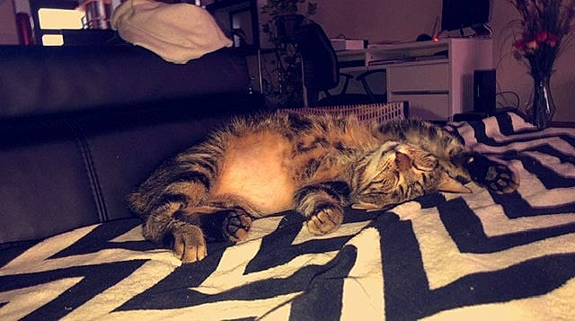 Zouzou a rejoint le concours — aidez-le/la à gagner de superbes lots ! american_shorthair, asian, bed, carnivore, cat, domestic_short_haired_cat, dragon_li, egyptian_mau, european_shorthair, felidae, fur, nap, pixie_bob, sleep, small_to_medium_sized_cats, tabby_cat, whiskers, wild_cat