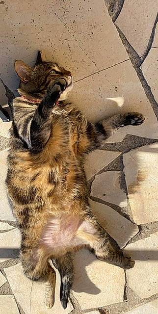 Zouzou a rejoint le concours — aidez-le/la à gagner de superbes lots ! aegean_cat, arabian_mau, carnivore, cat, domestic_short_haired_cat, dragon_li, egyptian_mau, european_shorthair, felidae, kitten, kurilian_bobtail, mammal, pixie_bob, small_to_medium_sized_cats, sokoke, tabby_cat, tail, vertebrate, whiskers, wild_cat