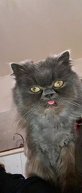 Louly a rejoint le concours — aidez-le/la à gagner de superbes lots ! asian, asian_semi_longhair, british_longhair, british_semi_longhair, british_shorthair, carnivore, cat, domestic_long_haired_cat, eye, felidae, himalayan, kitten, mammal, napoleon_cat, norwegian_forest_cat, persian, small_to_medium_sized_cats, snout, vertebrate, whiskers