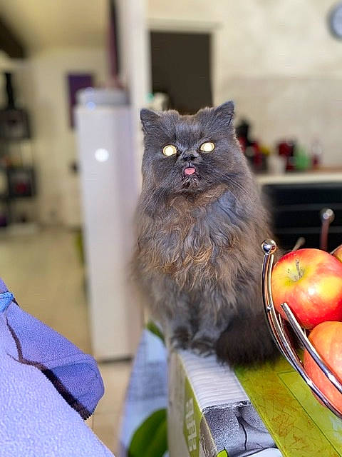 Louly a rejoint le concours — aidez-le/la à gagner de superbes lots ! asian_semi_longhair, black_cat, british_longhair, carnivore, cat, domestic_long_haired_cat, felidae, food, fruit, kitten, nebelung, norwegian_forest_cat, persian, plant, ragamuffin, small_to_medium_sized_cats, snout, whiskers