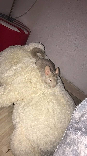 Nala participe au concours pour gagner de l'argent avec cette photo : burmilla, cat, chinchilla, cornish_rex, fawn, felidae, fur, rodent, small_to_medium_sized_cats, turkish_angora, whiskers