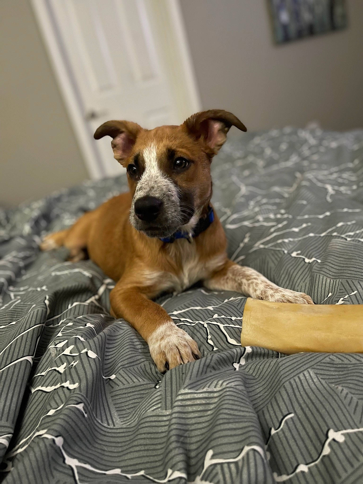Dobby joined the competition — help win amazing prizes! ancient_dog_breeds, bedding, canidae, carnivore, comfort, companion_dog, dog, dog_breed, dog_supply, fawn, linens, pet_supply, sporting_group, terrestrial_animal, toy_dog, whiskers, working_animal