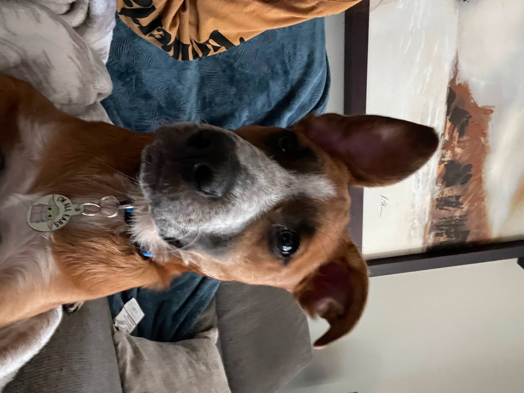 Dobby is registered to the contest to win money with this photo: aircraft, canidae, carnivore, collar, companion_dog, dog, dog_breed, dog_collar, ear, eyewear, fawn, fur, gesture, guard_dog, jaw, selfie, snout, sporting_group, whiskers, working_animal