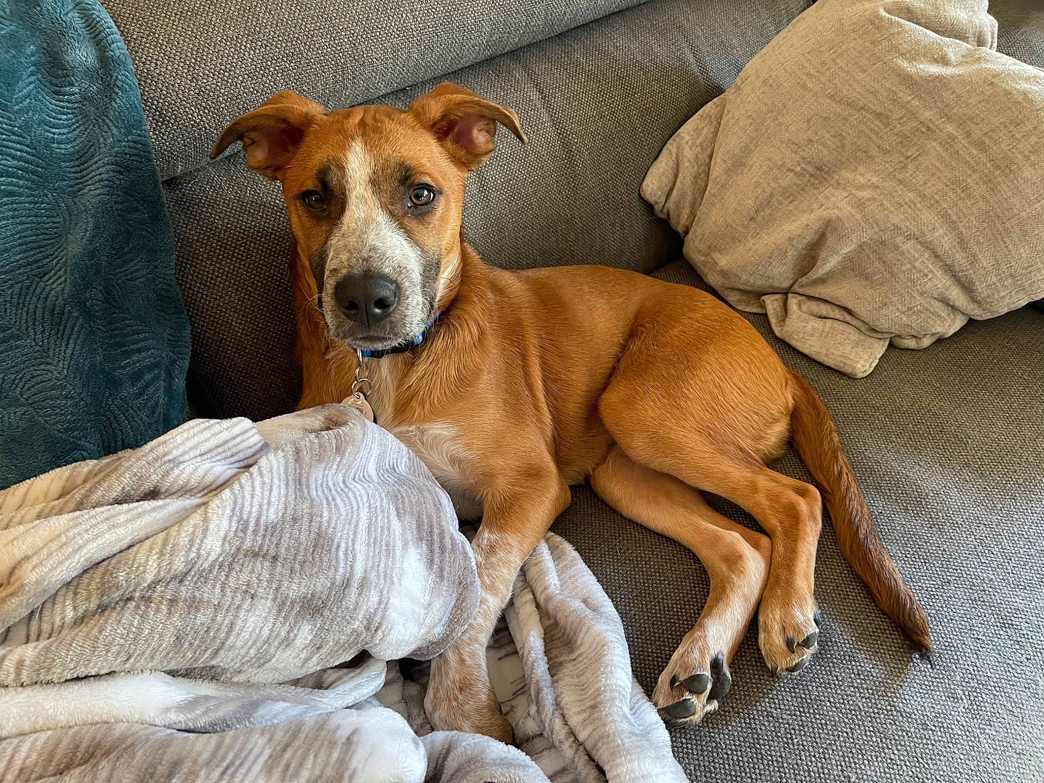 Dobby is registered to the contest to win money with this photo: ancient_dog_breeds, canidae, carnivore, collar, comfort, companion_dog, dog, dog_breed, dog_supply, fawn, hound, hunting_dog, liver, non_sporting_group, sighthound, snout, sporting_group, terrestrial_animal, whiskers, working_animal