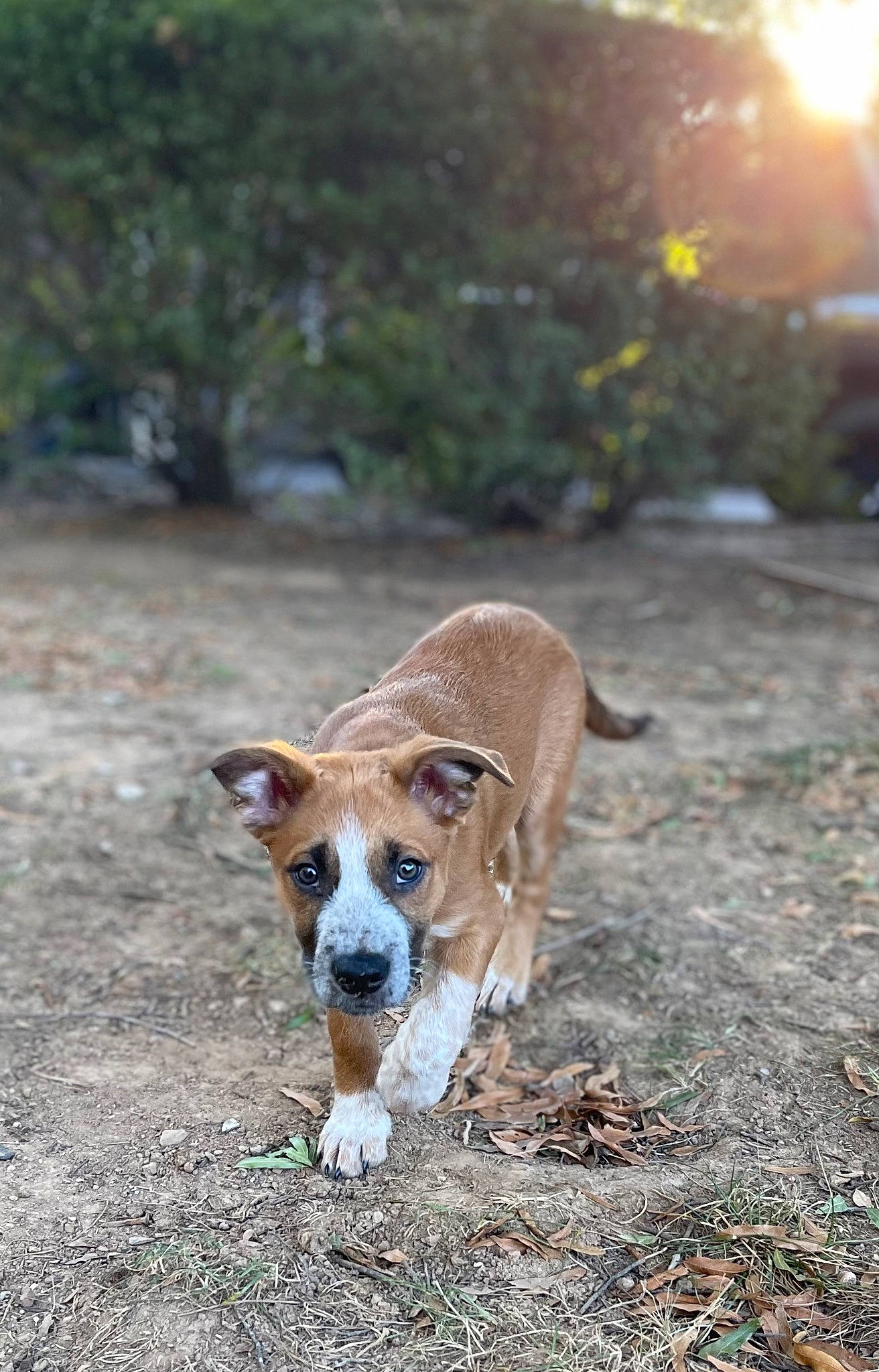 Dobby is registered to the contest to win money with this photo: adventure, australian_cattle_dog, beagle, canidae, carnivore, collar, companion_dog, dog, dog_breed, fawn, hunting_dog, lens_flare, plant, road_surface, scent_hound, soil, street_dog, tail, terrestrial_animal, working_animal