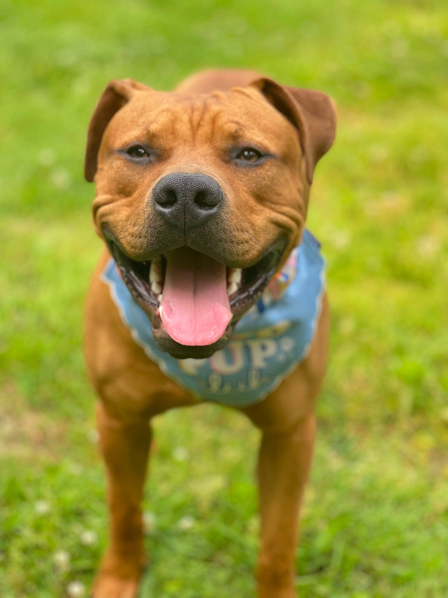 Jefe joined the competition — help win amazing prizes! ancient_dog_breeds, canidae, canis_panther, carnivore, collar, companion_dog, dog, dog_breed, dog_collar, dog_supply, fawn, grass, liver, non_sporting_group, pet_supply, plant, sporting_group, whiskers, working_animal, working_dog