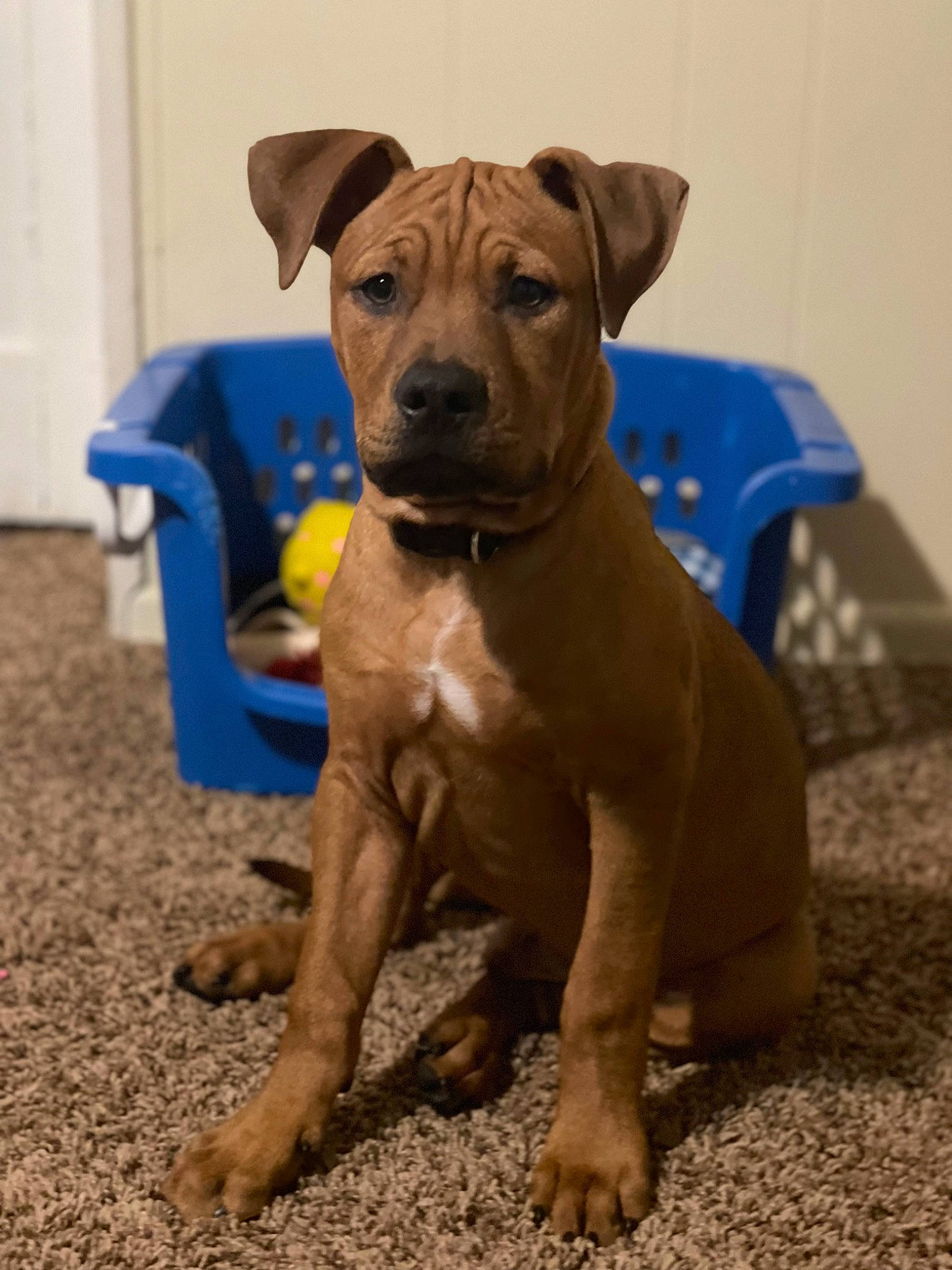 Jefe is registered to the contest to win money with this photo: ancient_dog_breeds, canidae, carnivore, collar, companion_dog, dog, dog_breed, dog_collar, dog_supply, fawn, hunting_dog, liver, non_sporting_group, paw, pet_supply, snout, sporting_group, working_animal, working_dog