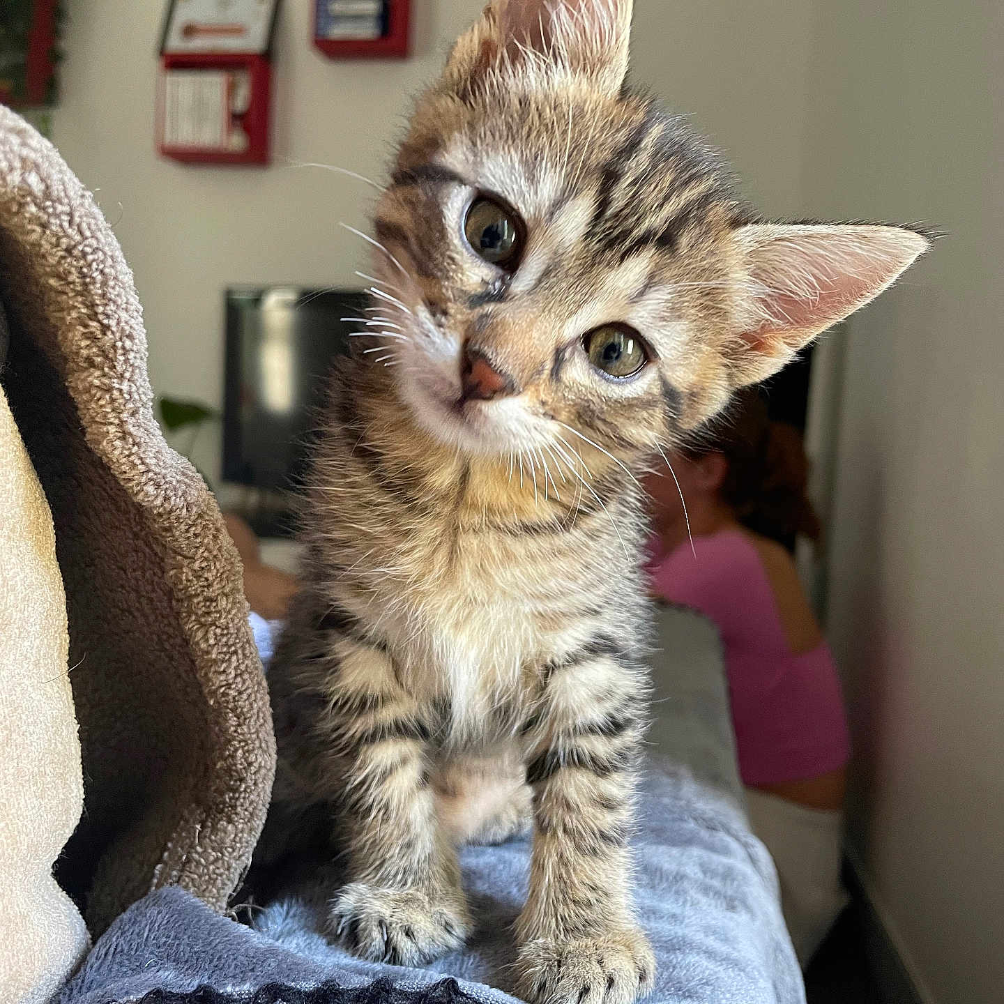 Lily a rejoint le concours — aidez-le/la à gagner de superbes lots ! animal, blanket, blurred_background, cat, cozy, curious, cute, ears, eyes, feline, fur, home, indoor, kitten, person, pet, soft, tabby, whiskers, young