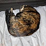 Désirer participe au concours pour gagner de l'argent avec cette photo : cat, tabby_cat, sleeping, curled_up, pet, indoor, blanket, white_blanket, floor, wood_floor, wall, baseboard, fur, resting, animal, domestic_animal, cozy, quiet, relaxation, home