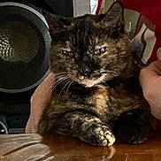Désirer participe au concours pour gagner de l'argent avec cette photo : cat, tortoiseshell_cat, table, person, indoor, wood, speaker, face, beard, hand, red_shirt, fur, whiskers, reflection, closeup, pet, domestic_animal, animal, resting, expression