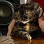 cat, tortoiseshell_cat, table, person, indoor, wood, speaker, face, beard, hand, red_shirt, fur, whiskers, reflection, closeup, pet, domestic_animal, animal, resting, expression