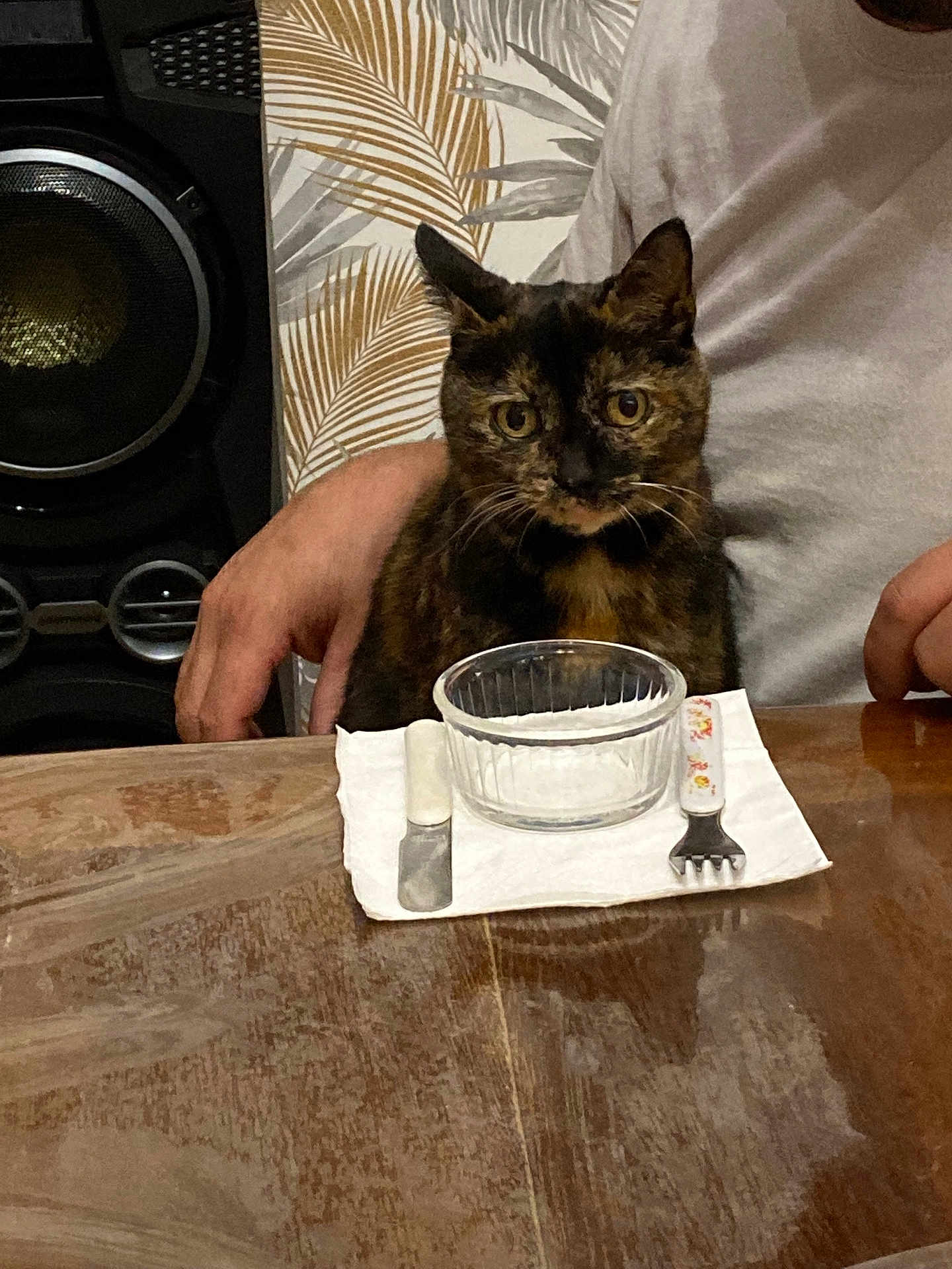 Désirer a rejoint le concours — aidez-le/la à gagner de superbes lots ! cat, tortoiseshell_cat, table, glass_bowl, fork, spoon, napkin, person, hand, grey_shirt, speaker, wooden_table, indoor, patterned_wall, animal, pet, seated, curious, closeup, domestic