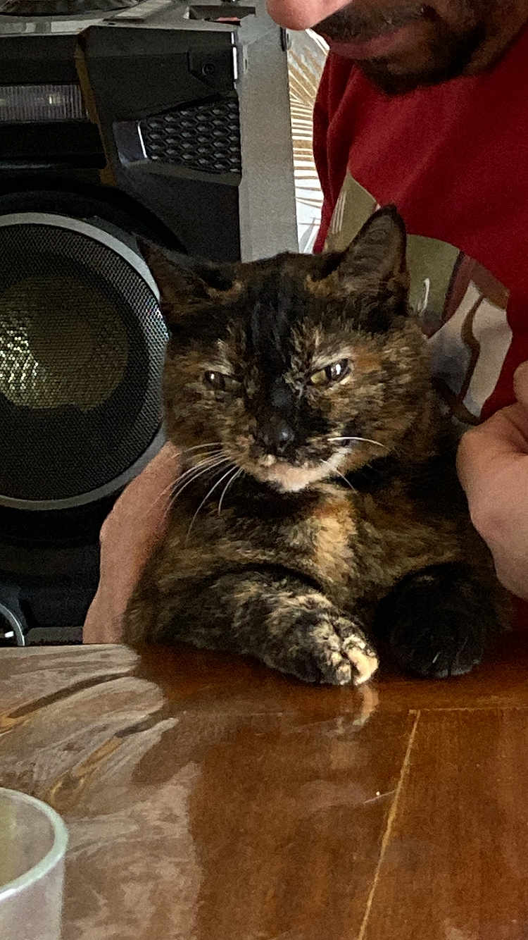 Désirer a rejoint le concours — aidez-le/la à gagner de superbes lots ! animal, background, blinds, cat, close_up, expression, face, fur, hand, indoor, person, pet, red_shirt, resting, speaker, table, tortoiseshell, whiskers, window, wood