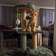 Yoko participe au concours pour gagner de l'argent avec cette photo : animal, cat, cat_tree, curtains, cute, feline, fluffy, furniture, home, indoor, kitten, living_room, orange_cat, pet, plant, portrait, scratching_post, standing, toy, window