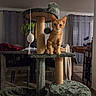 animal, cat, cat_tree, curtains, cute, feline, fluffy, furniture, home, indoor, kitten, living_room, orange_cat, pet, plant, portrait, scratching_post, standing, toy, window