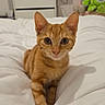Yoko a rejoint le concours — aidez-le/la à gagner de superbes lots ! animal, bed, bedroom, cat, cozy, cute, duvet, ears, ginger_cat, home, indoors, kitten, orange_fur, pet, portrait, sitting, stuffed_toy, television, whiskers, wide_eyes