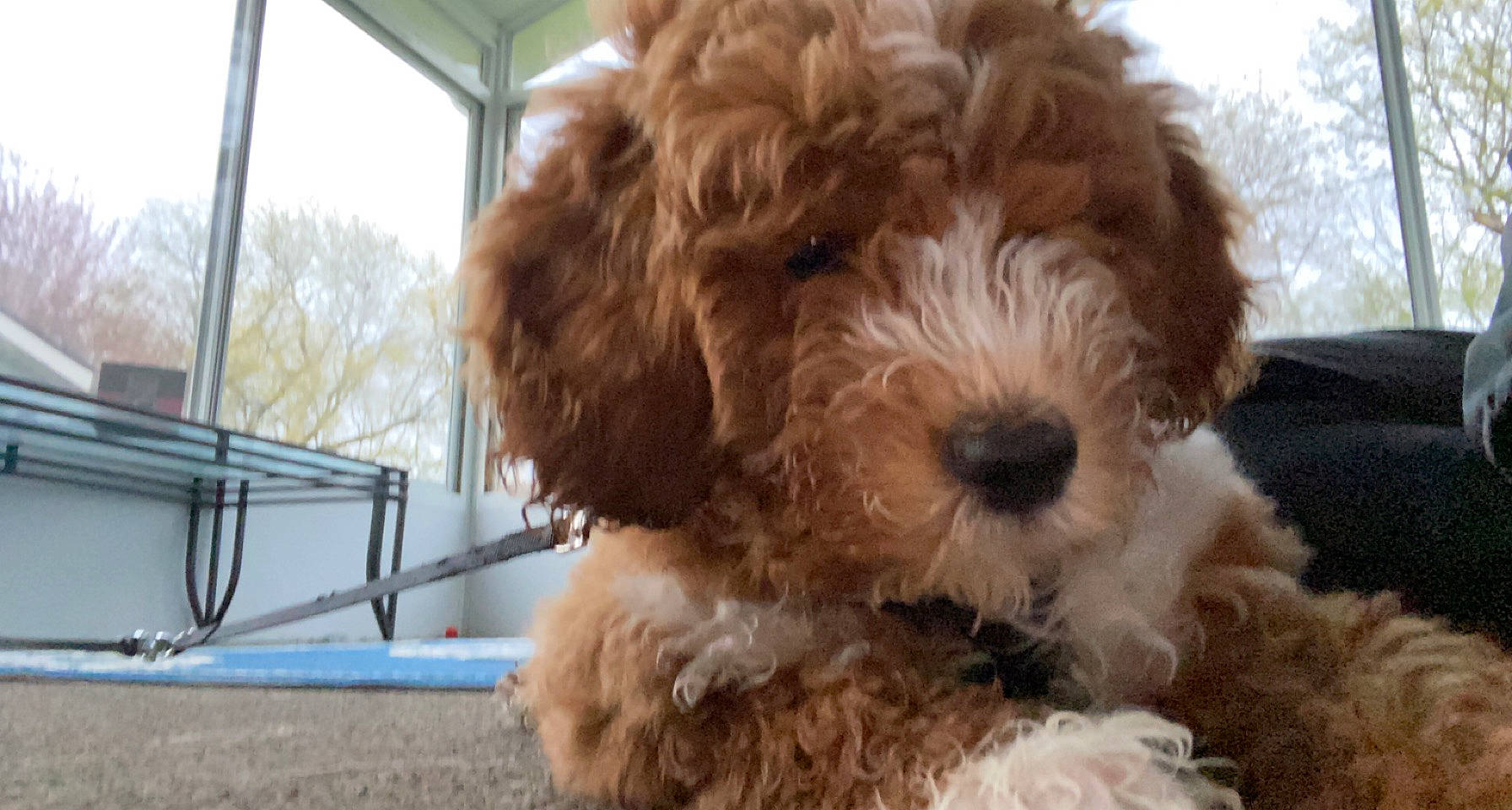 Genevieve joined the competition — help win amazing prizes! canidae, carnivore, companion_dog, dog, dog_breed, dog_collar, fur, liver, maltepoo, non_sporting_group, poodle, poodle_crossbreed, snout, sporting_group, terrier, toy_dog, water_dog, working_animal, yorkipoo