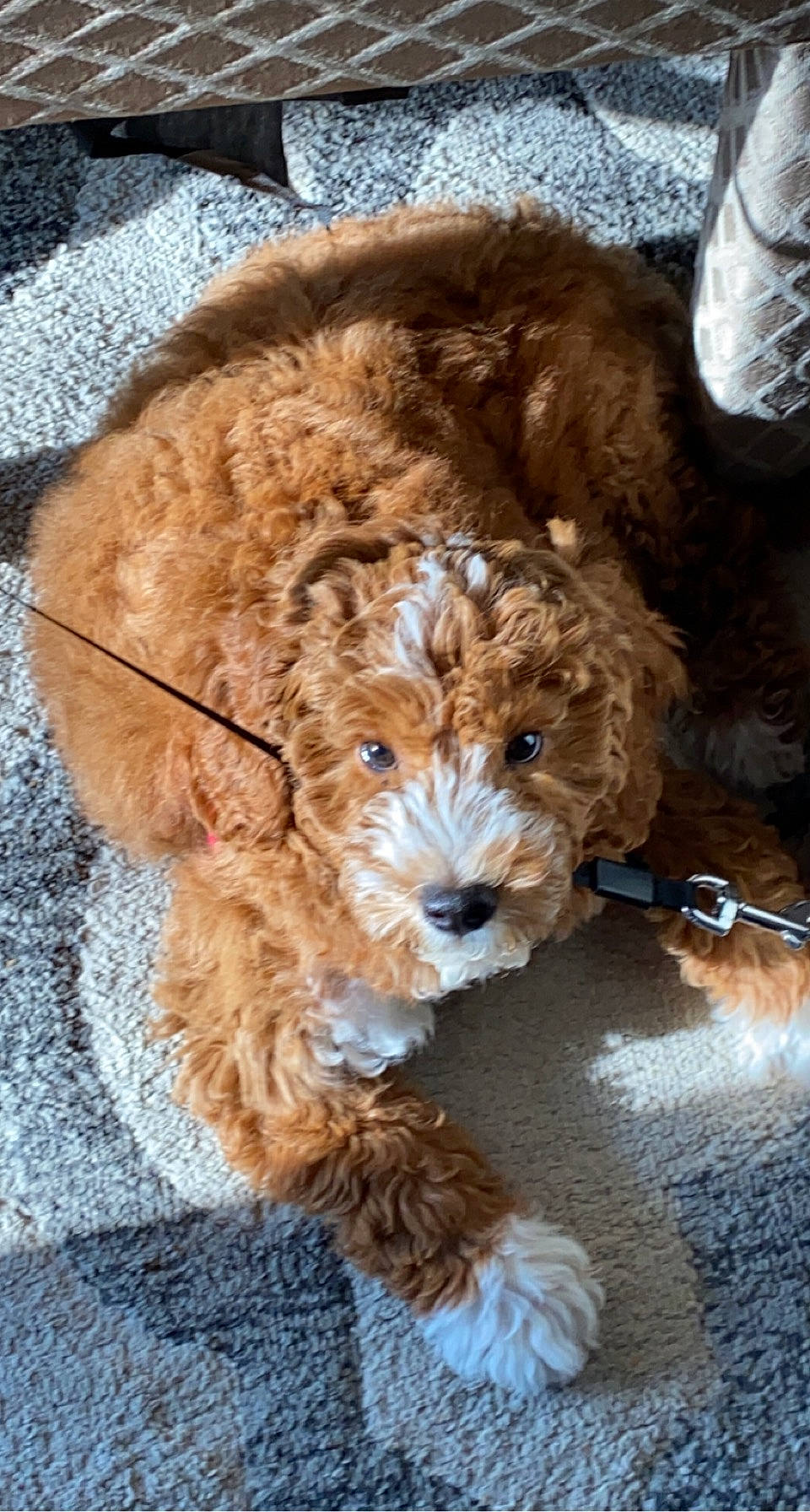 Genevieve joined the competition — help win amazing prizes! canidae, carnivore, companion_dog, dog, dog_breed, dog_collar, fur, labradoodle, liver, maltepoo, non_sporting_group, poodle_crossbreed, snout, sporting_group, terrier, toy_dog, water_dog, working_animal, yorkipoo