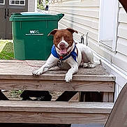 Rex joined the competition — help win amazing prizes! bandana, brown_and_white_dog, collar, deck, dog, front_porch, happy, house_siding, leash, outdoor, pet, porch, porch_mat, smiling_dog, tongue_out, trash_bin, waste_management, wooden_planks, wooden_steps, yard