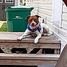 bandana, brown_and_white_dog, collar, deck, dog, front_porch, happy, house_siding, leash, outdoor, pet, porch, porch_mat, smiling_dog, tongue_out, trash_bin, waste_management, wooden_planks, wooden_steps, yard