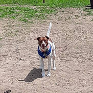 Rex is registered to the contest to win money with this photo: alert, animal, bandana, brown, canine, collar, daylight, dog, fence, grass, leash, nature, outdoor, pet, playful, sand, shadow, standing, sunlight, white