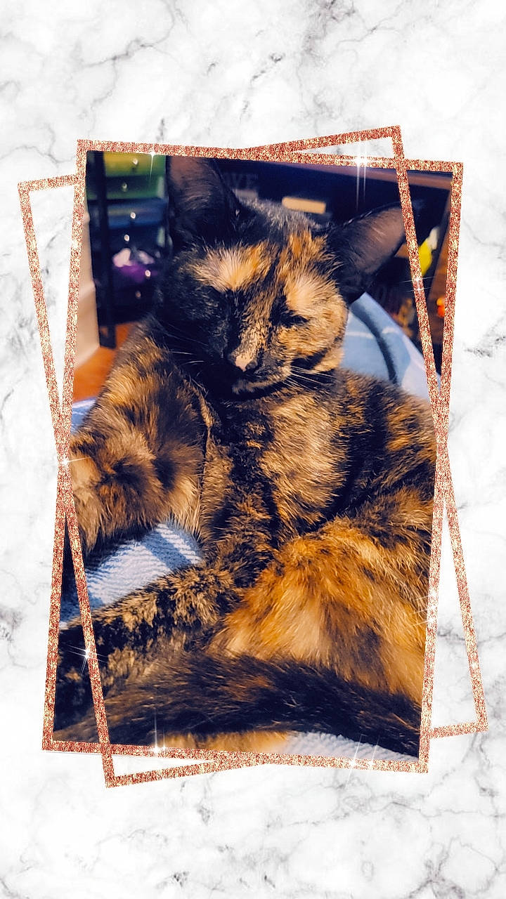 Bitsy joined the competition — help win amazing prizes! art, box, brown, carnivore, cat, domestic_short_haired_cat, fawn, felidae, fur, natural_material, paper_product, pattern, rectangle, small_to_medium_sized_cats, snout, tail, terrestrial_animal, visual_arts, whiskers, wildlife