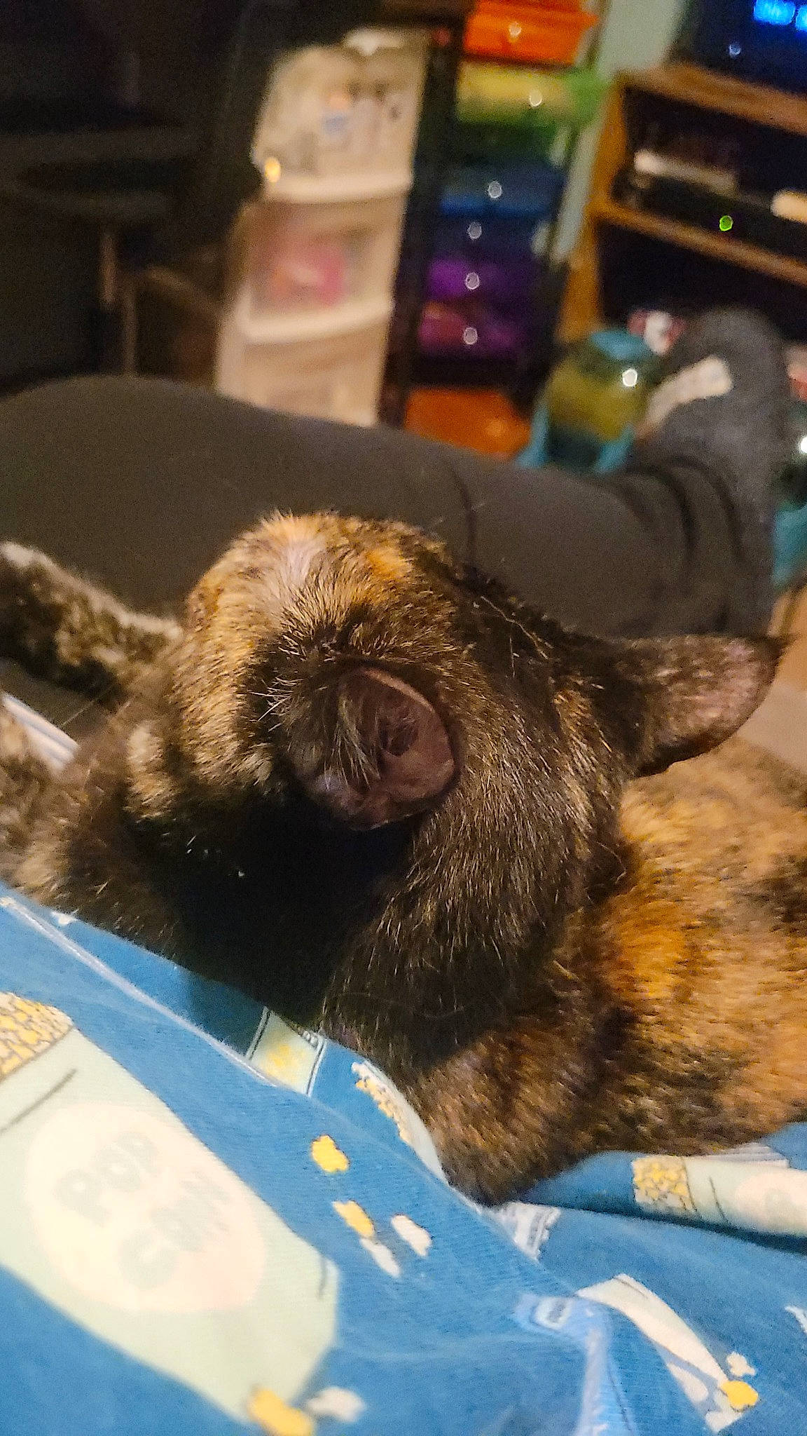 Bitsy joined the competition — help win amazing prizes! canidae, carnivore, cat, claw, comfort, companion_dog, dog_breed, domestic_short_haired_cat, ear, fawn, felidae, fur, liver, nap, paw, small_to_medium_sized_cats, snout, sporting_group, terrestrial_animal, whiskers