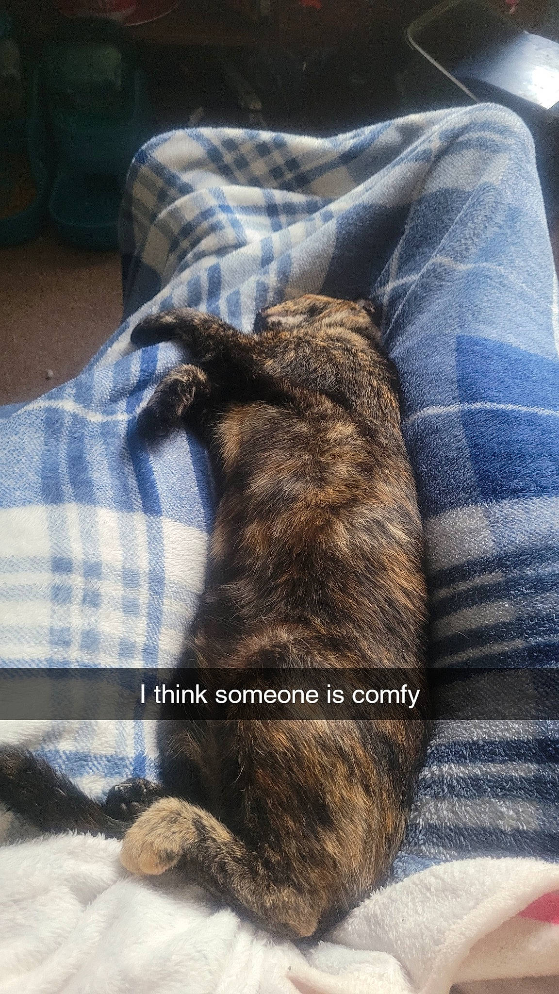 Bitsy joined the competition — help win amazing prizes! canidae, carnivore, cat, comfort, companion_dog, dog_breed, felidae, fur, human_leg, linens, mammal, small_to_medium_sized_cats, snout, sporting_group, tail, terrestrial_animal, textile, tints_and_shades, vertebrate, whiskers