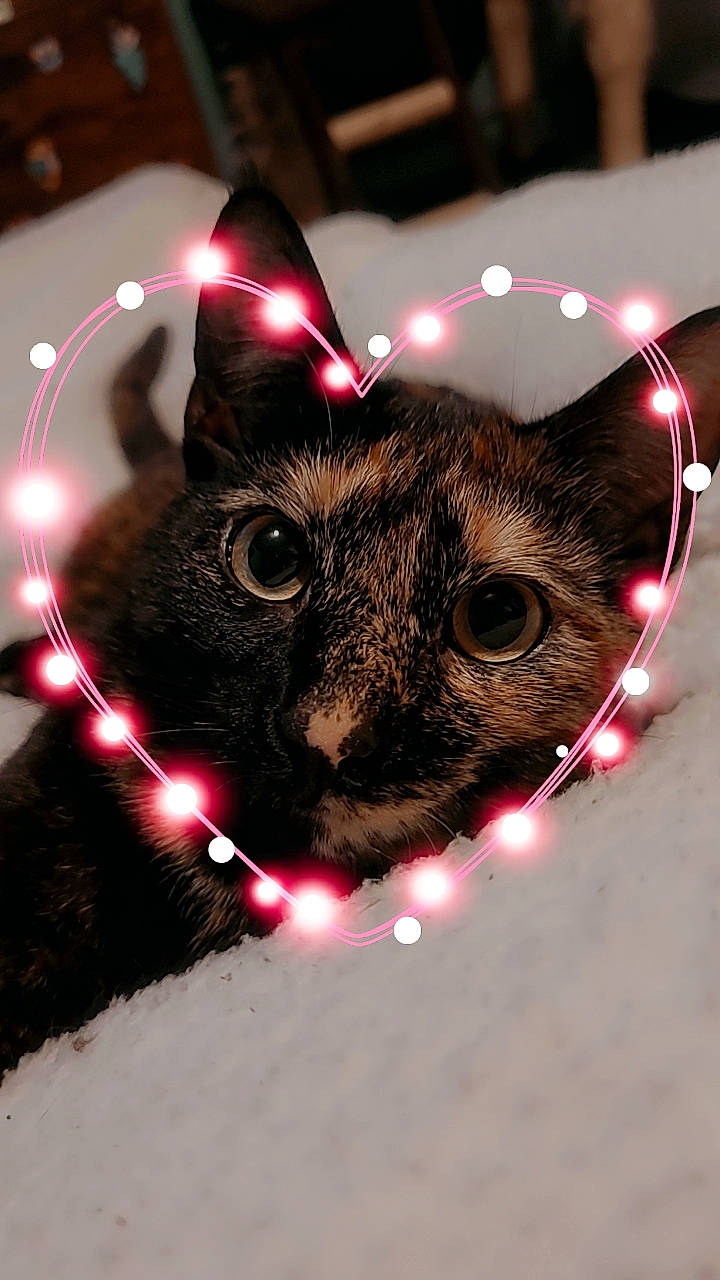 Bitsy is registered to the contest to win money with this photo: carnivore, cat, christmas, christmas_decoration, christmas_eve, christmas_ornament, darkness, domestic_short_haired_cat, event, felidae, fur, holiday, holiday_ornament, light, magenta, ornament, small_to_medium_sized_cats, snout, tail, whiskers