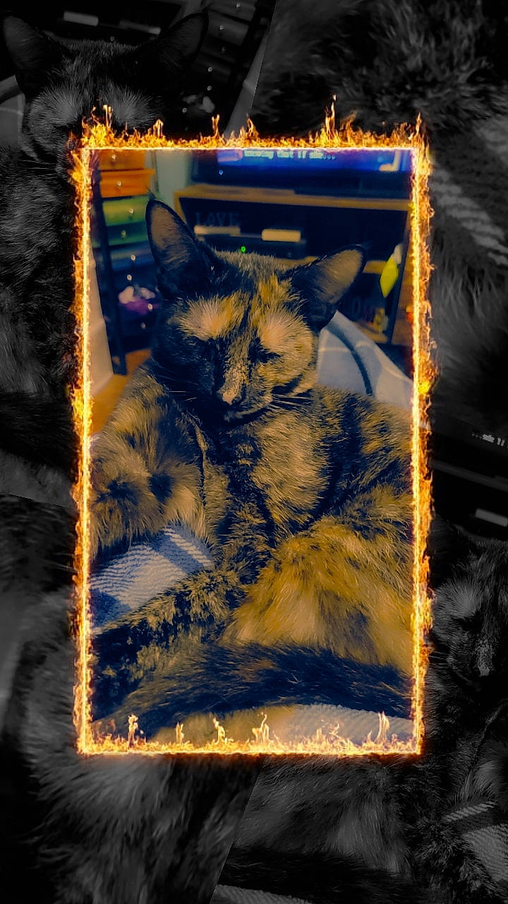 Bitsy joined the competition — help win amazing prizes! art, box, brown, carnivore, cat, darkness, domestic_short_haired_cat, electric_blue, fawn, felidae, fur, pattern, rectangle, small_to_medium_sized_cats, tail, visual_arts, wallet, whiskers, winter, wood