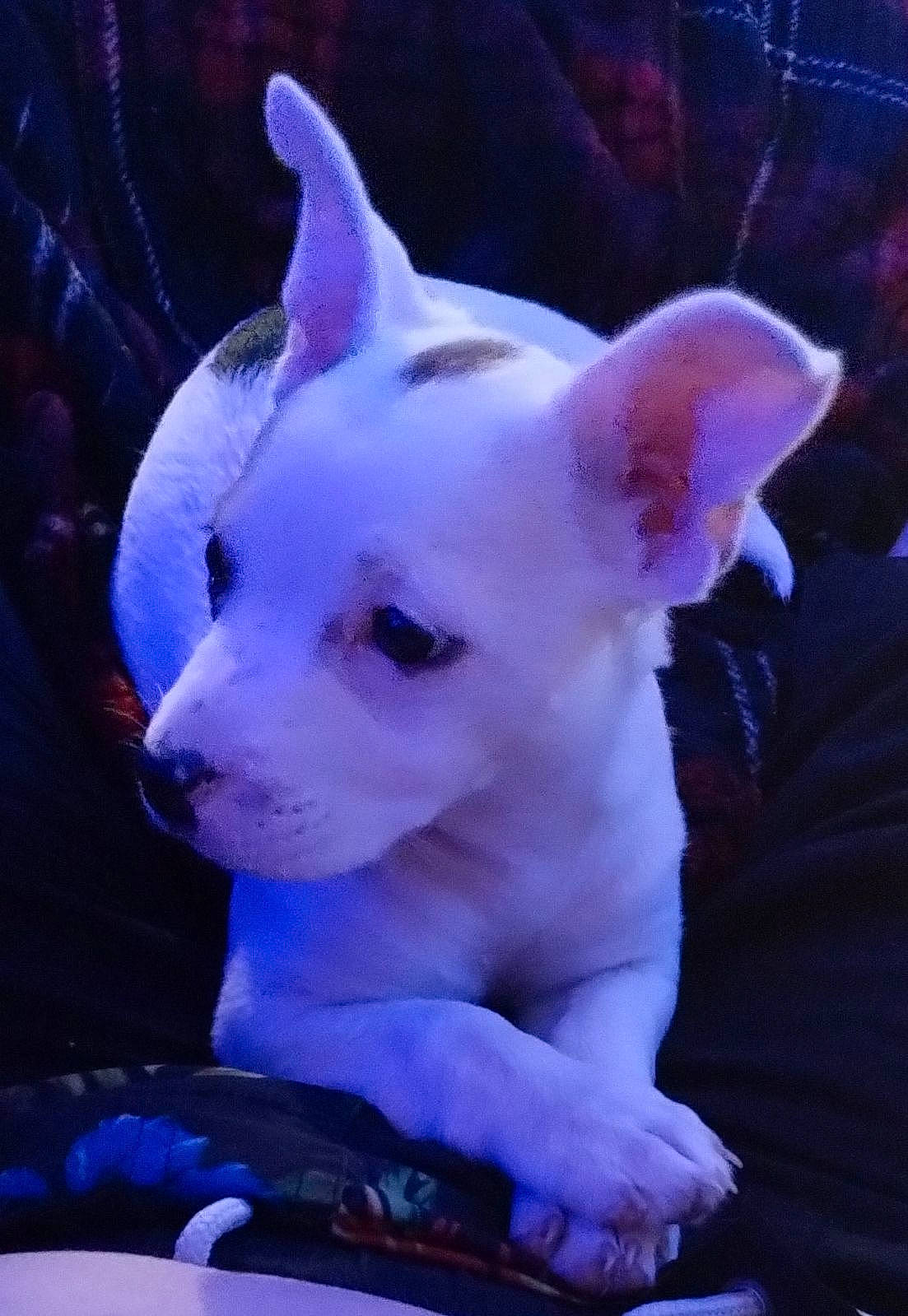 Tazmanian D is registered to the contest to win money with this photo: canidae, carnivore, companion_dog, corgi_chihuahua, darkness, dog, dog_breed, ear, electric_blue, event, fawn, fur, magenta, non_sporting_group, pink, snout, terrestrial_animal, toy_dog, whiskers