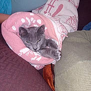 Chelsea is registered to the contest to win money with this photo: cat, blanket, gray_cat, cozy, indoor, couch, furniture, patterned_blanket, relaxed, pet, domestic_cat, comfort, snug, resting, pink, textile, carpet, paw, feline, wrapped