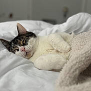Nova is registered to the contest to win money with this photo: bed, blanket, cat, comfort, cozy, cute, domestic_animal, feline, fur, indoor, mammal, nap, paw, pet, relaxation, resting, sleeping, soft, whiskers, white_sheets