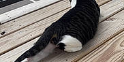 Nova is registered to the contest to win money with this photo: animal, architecture, balcony, building, cat, deck, handrail, hardwood, house, housing, indoors, interiordesign, kitten, manx, pet, plywood, porch, railing, stainedwood, wood